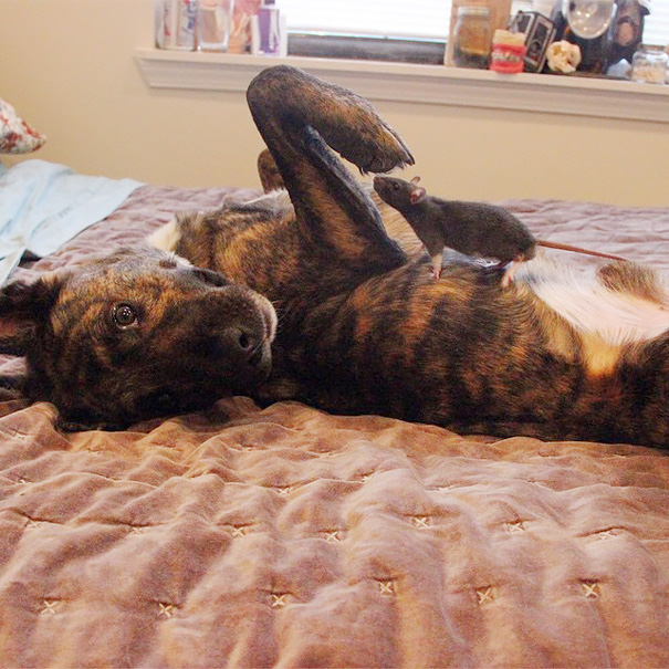 amistad-animal-riff-rata-osiris-perro (2)