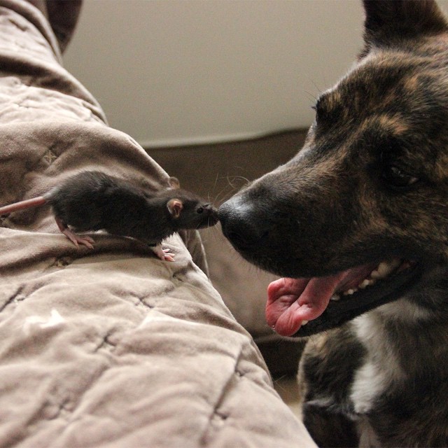 amistad-animal-riff-rata-osiris-perro (3)