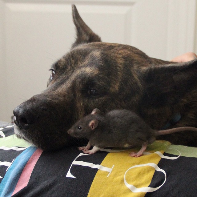 amistad-animal-riff-rata-osiris-perro (4)