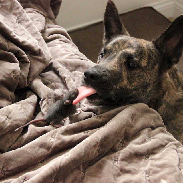 amistad-animal-riff-rata-osiris-perro (6)