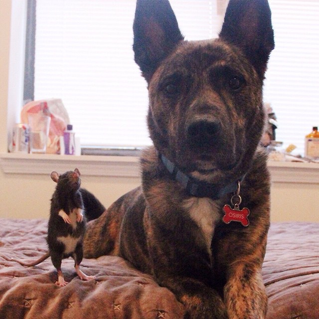 amistad-animal-riff-rata-osiris-perro (9)