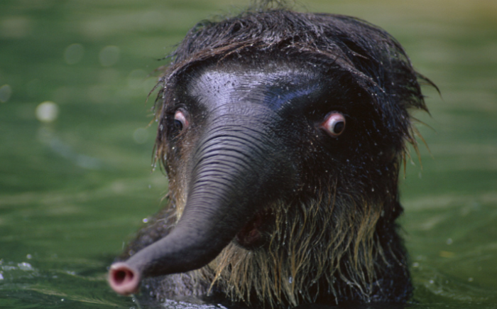 animales-asombrados (1)