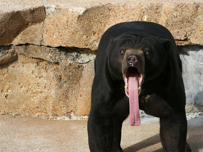 animales-asombrados (9)