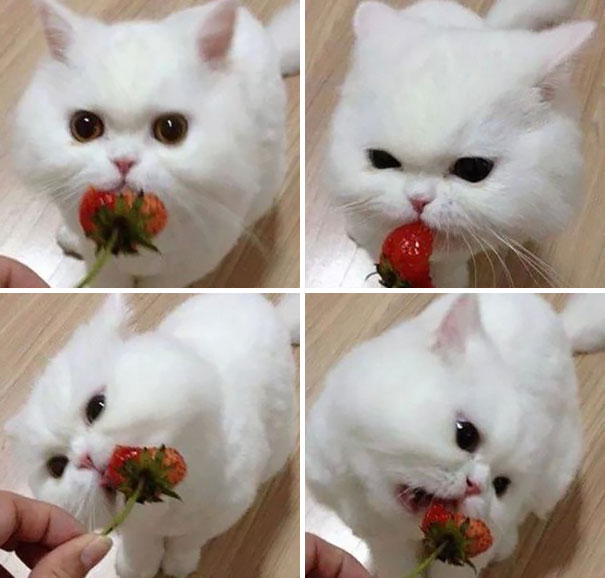 animales-comiendo-bayas (1)