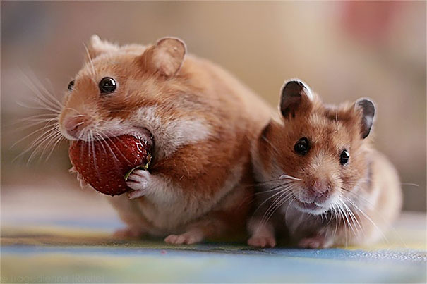 animales-comiendo-bayas (10)