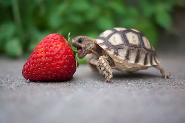 animales-comiendo-bayas (3)