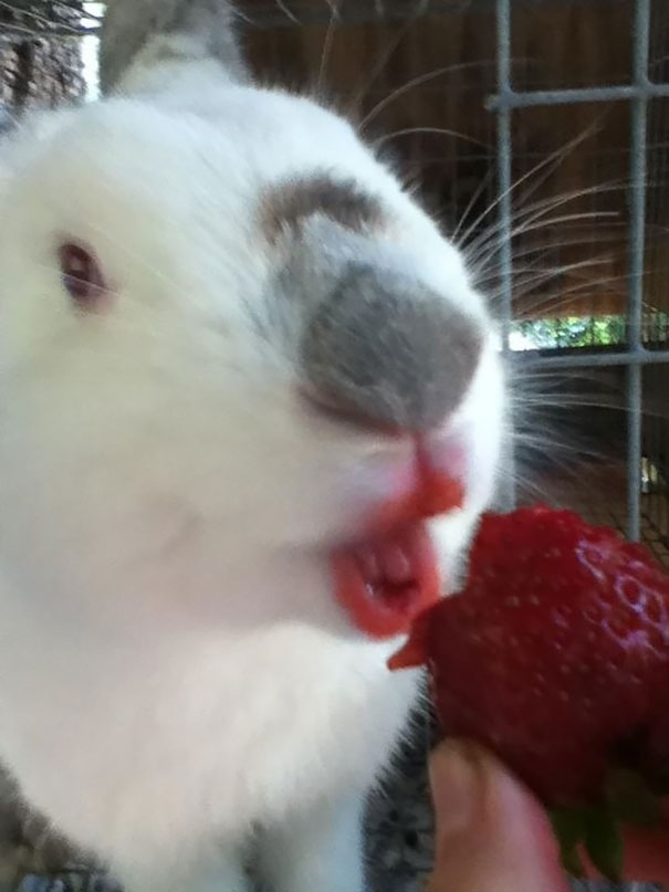 animales-comiendo-bayas (5)