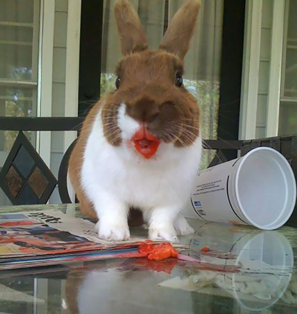 animales-comiendo-bayas (7)