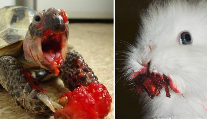 12 Animales comiendo frutos rojos que parecen monstruos de películas de miedo