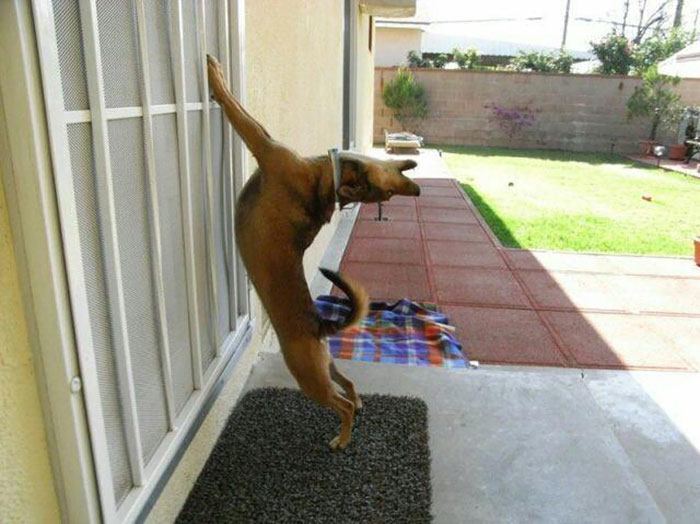 25 Mascotas que necesitan entrar AHORA MISMO