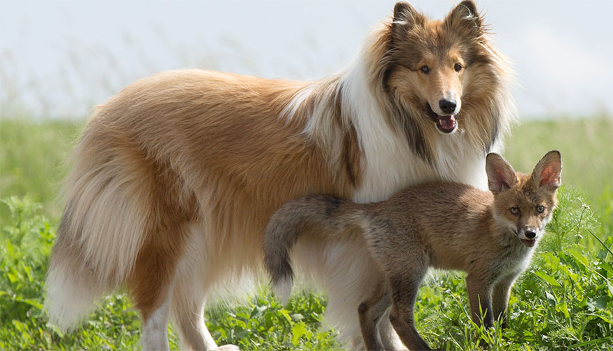 cria-zorro-huerfano-dinozzo-adoptado-perro-ziva (2)