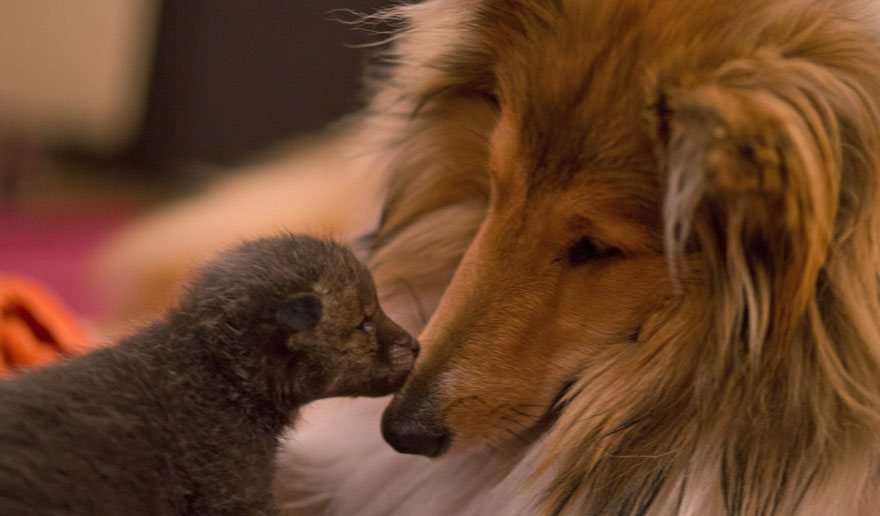 cria-zorro-huerfano-dinozzo-adoptado-perro-ziva (3)