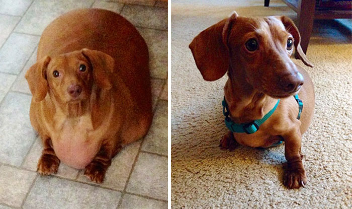 Dennis el perro salchicha consiguió perder 20 kilos haciendo dieta y ejercicio
