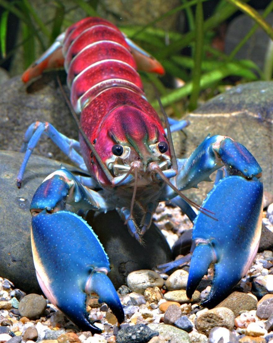 descubrimiento-nueva-especie-cangrejo-cherax-pulcher-christian-lukhaup-indonesia (1)
