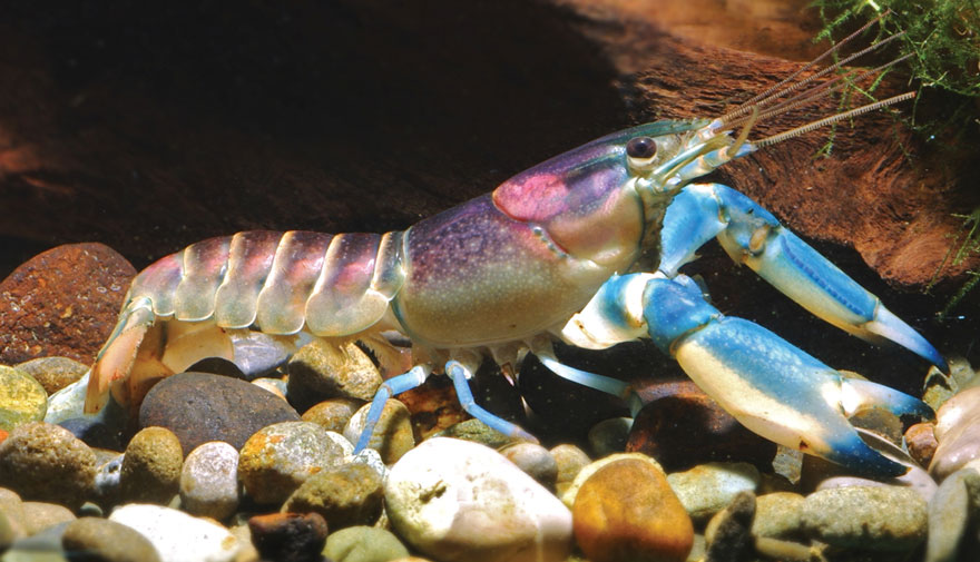 descubrimiento-nueva-especie-cangrejo-cherax-pulcher-christian-lukhaup-indonesia (2)