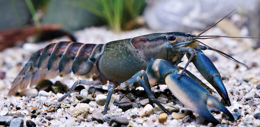 descubrimiento-nueva-especie-cangrejo-cherax-pulcher-christian-lukhaup-indonesia (3)