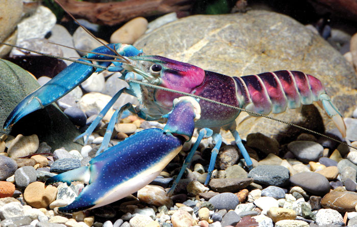 Descubierta una nueva especie de cangrejo de río en Indonesia con una nebulosa en el caparazón