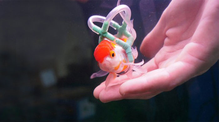 flotador-corcho-silla-ruedas-peces (1)