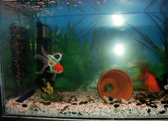 flotador-corcho-silla-ruedas-peces (2)