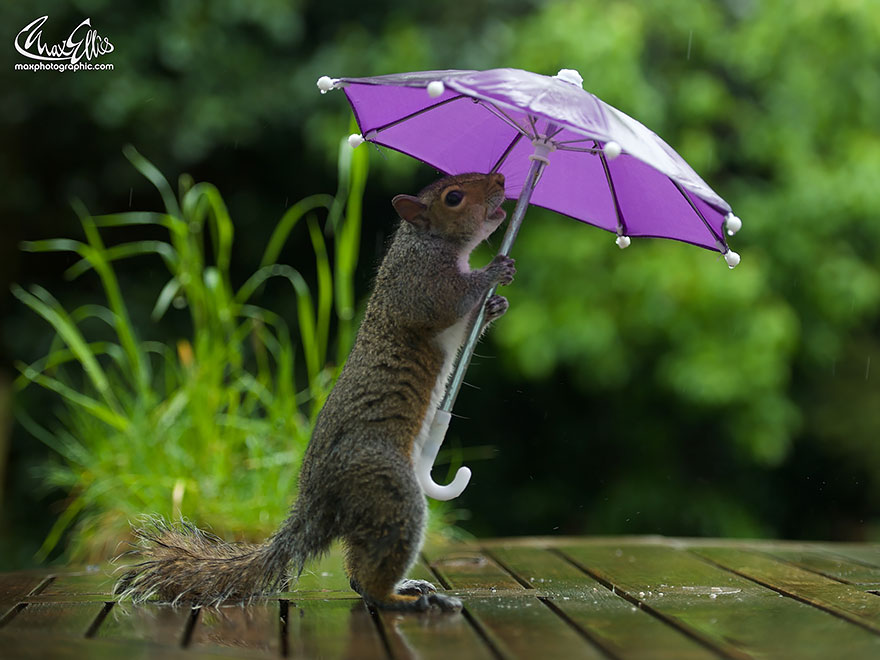 fotos-ardilla-paraguas-lluvia-max-ellis (1)