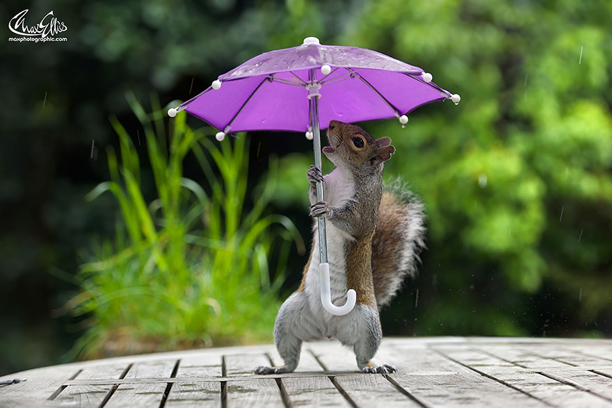 fotos-ardilla-paraguas-lluvia-max-ellis (2)