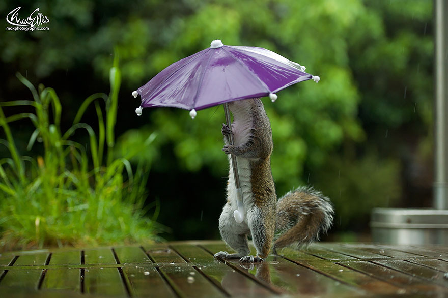 fotos-ardilla-paraguas-lluvia-max-ellis (3)