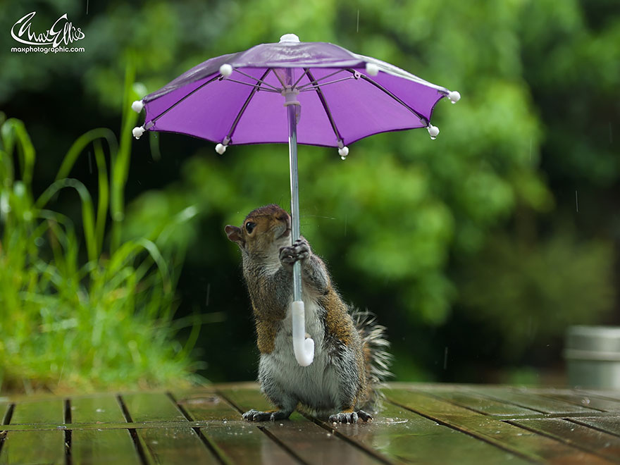 fotos-ardilla-paraguas-lluvia-max-ellis (4)