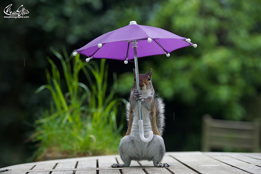 fotos-ardilla-paraguas-lluvia-max-ellis (5)