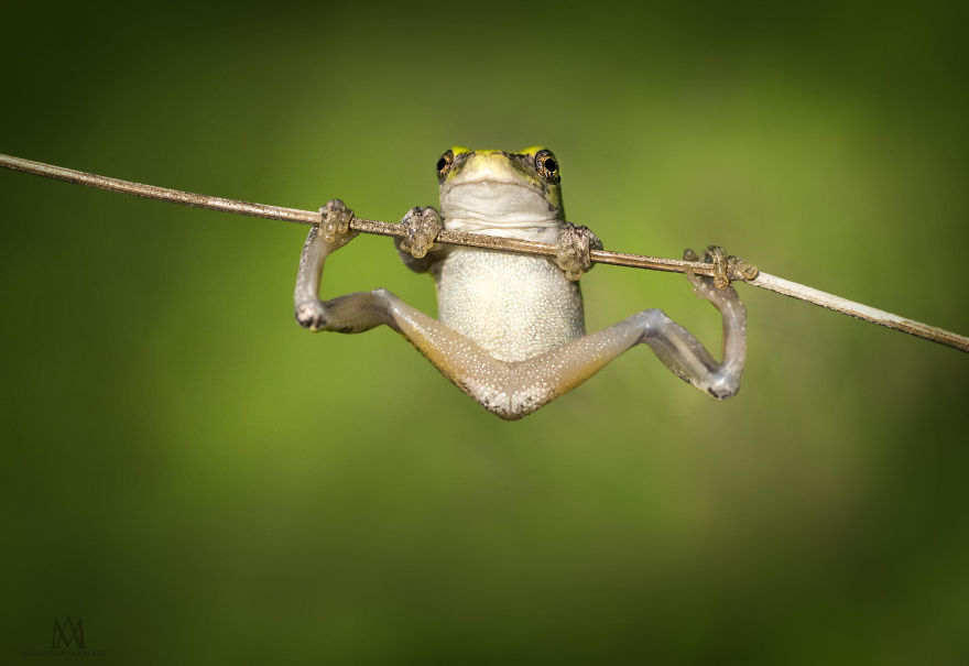 fotos-curiosas-ranas-anfibios (1)