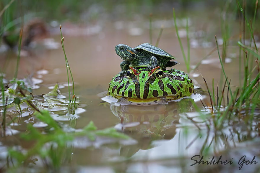 fotos-curiosas-ranas-anfibios (10)