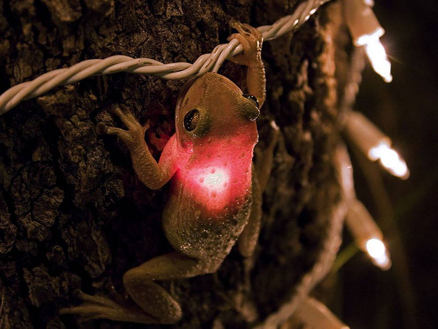 fotos-curiosas-ranas-anfibios (11)