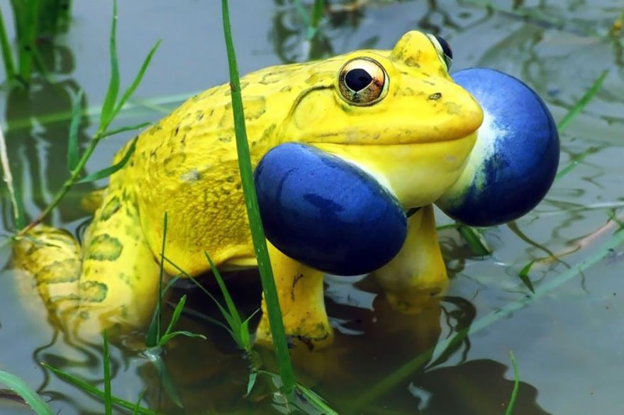 fotos-curiosas-ranas-anfibios (12)