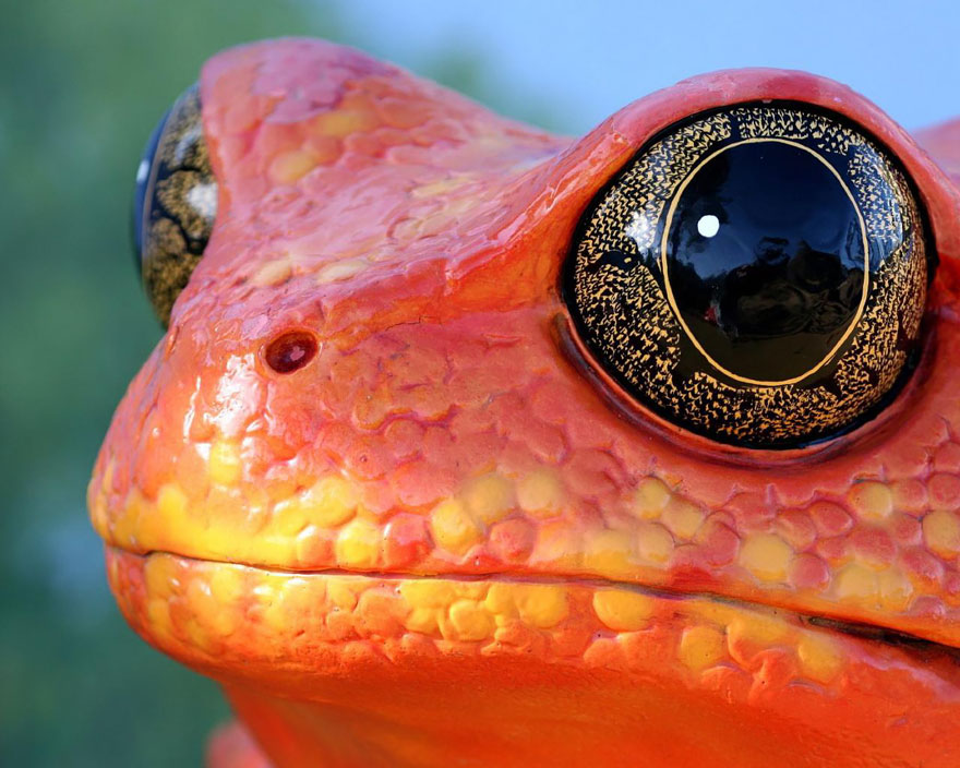fotos-curiosas-ranas-anfibios (13)
