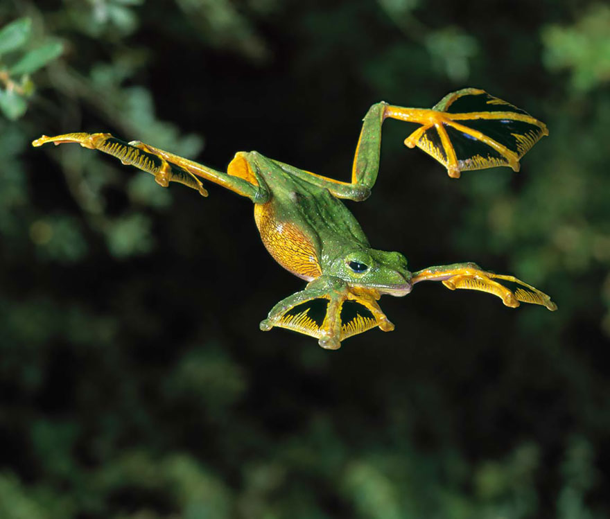 fotos-curiosas-ranas-anfibios (14)