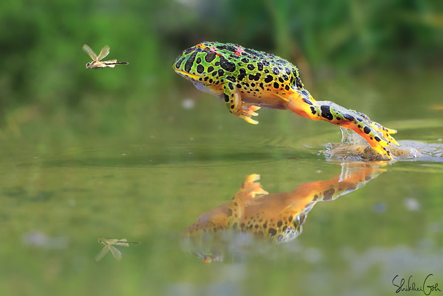fotos-curiosas-ranas-anfibios (16)