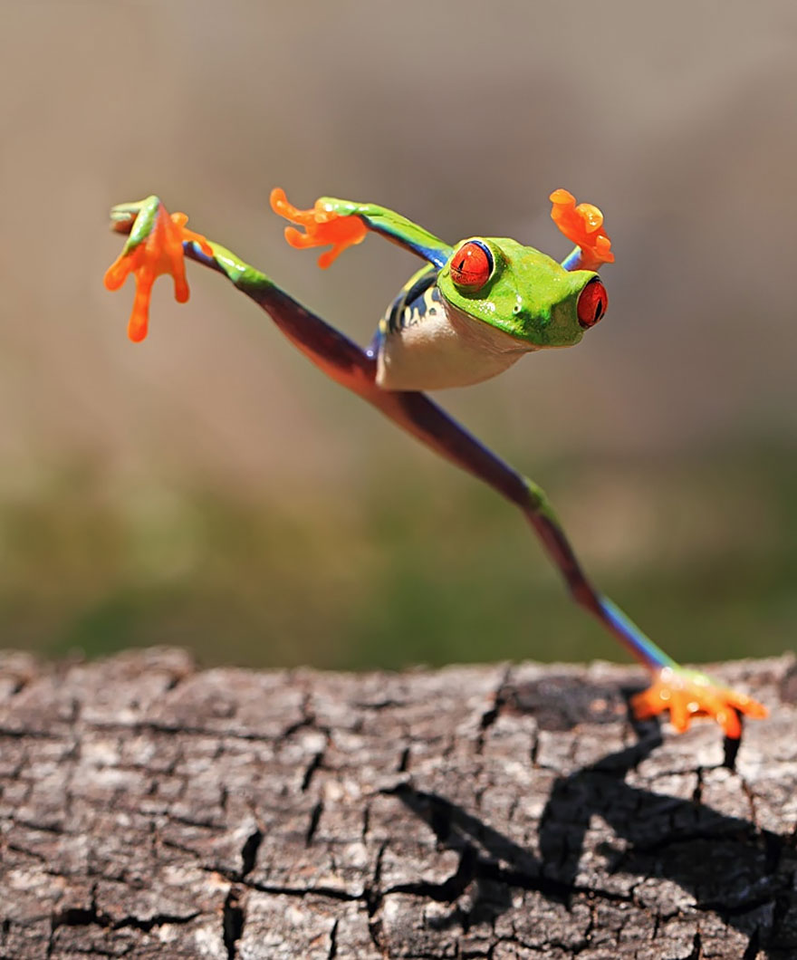 fotos-curiosas-ranas-anfibios (17)