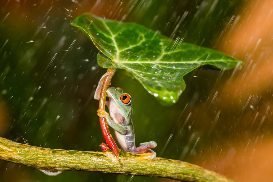 fotos-curiosas-ranas-anfibios (2)