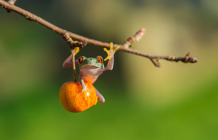 fotos-curiosas-ranas-anfibios (23)