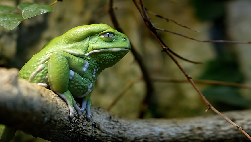 fotos-curiosas-ranas-anfibios (27)