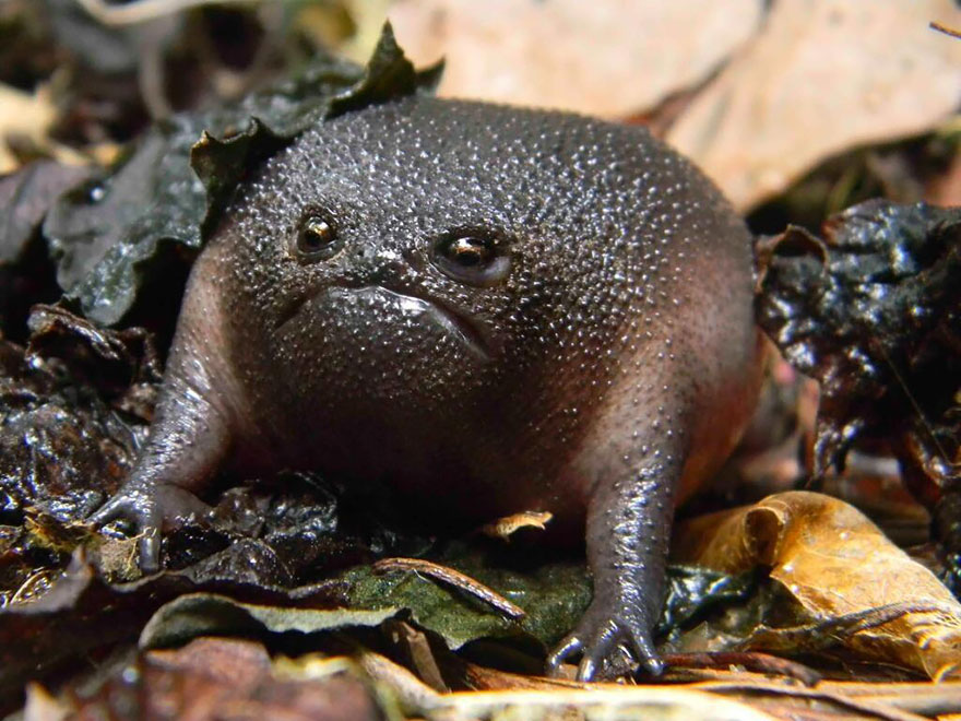 fotos-curiosas-ranas-anfibios (28)