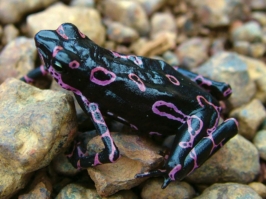 fotos-curiosas-ranas-anfibios (29)