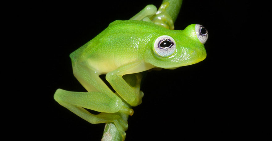 fotos-curiosas-ranas-anfibios (31)