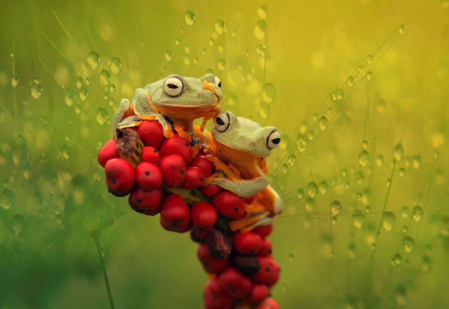 fotos-curiosas-ranas-anfibios (4)