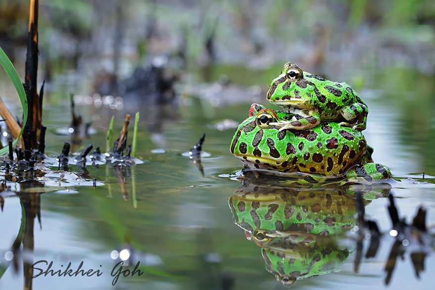 fotos-curiosas-ranas-anfibios (5)