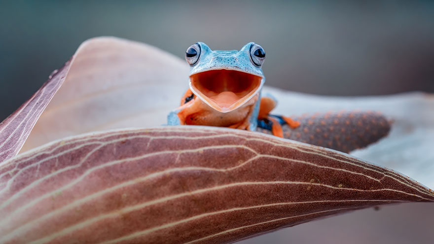fotos-curiosas-ranas-anfibios (6)