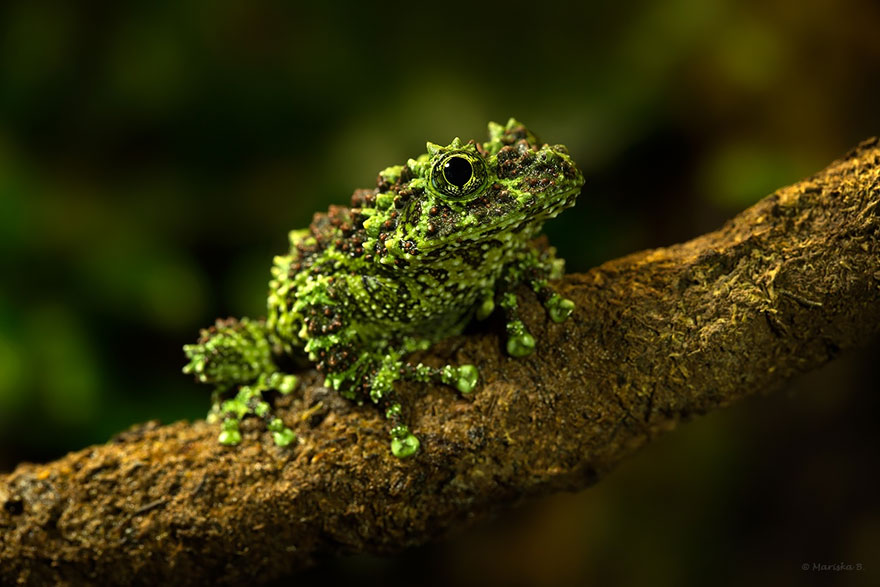 fotos-curiosas-ranas-anfibios (7)