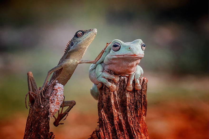 fotos-curiosas-ranas-anfibios (8)