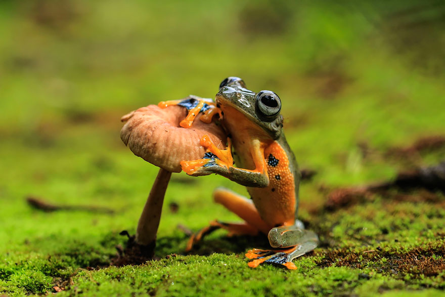 fotos-curiosas-ranas-anfibios (9)