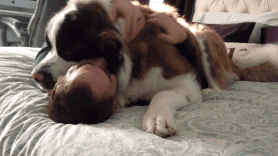 fotos-divertidas-perros-gigantes (1)
