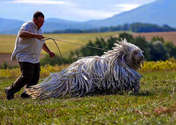 fotos-divertidas-perros-gigantes (15)